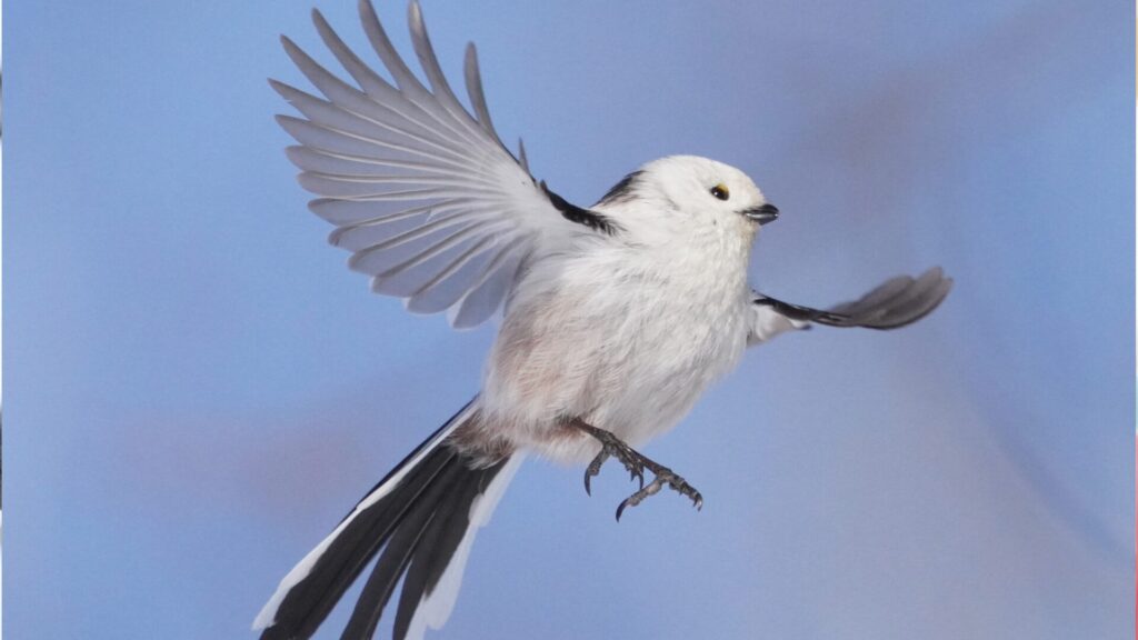 シマエナガ飛ぶ