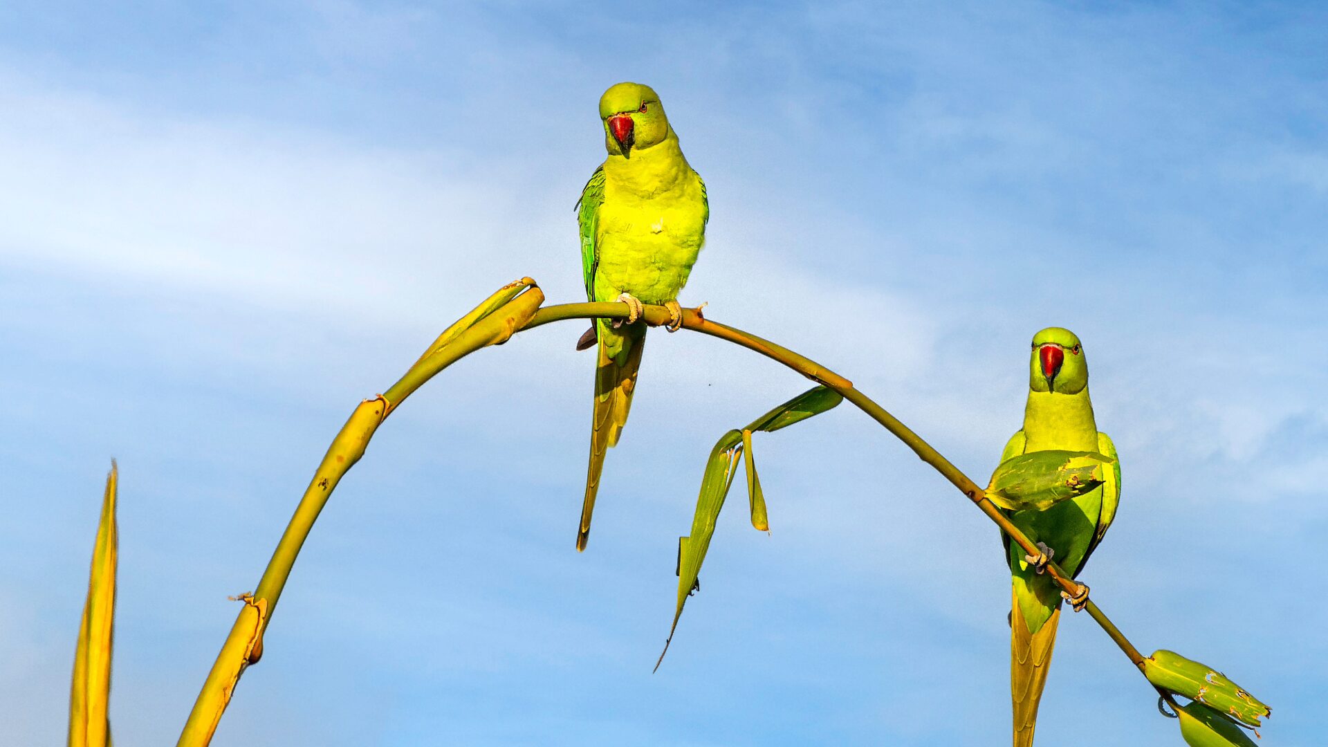 ワカケホンセイインコ